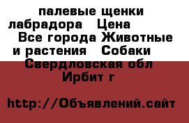 палевые щенки лабрадора › Цена ­ 30 000 - Все города Животные и растения » Собаки   . Свердловская обл.,Ирбит г.